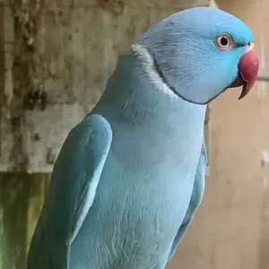 الحراصي 