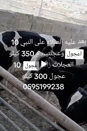‏أبقار‏0