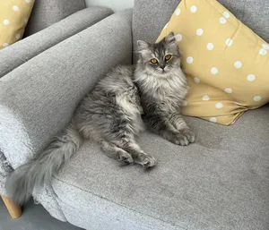 Pure Persian cat looking for new home