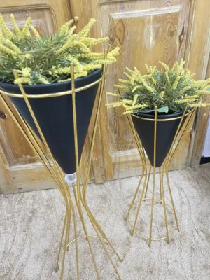 زوز حاملات ورود