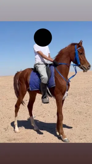 حصان بولش مواليد 23