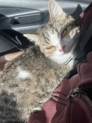 أنثى بريتش شورت هير للتزاوج British short hair female cat looking for male to mate