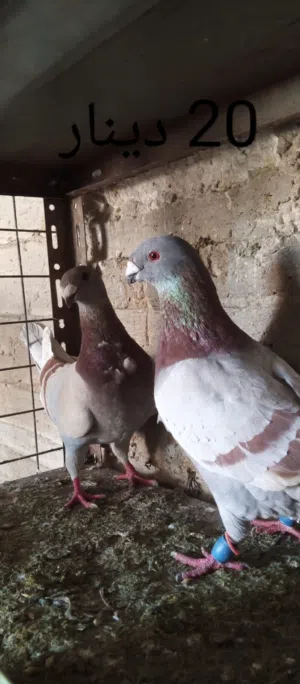جواز كفاله شغل