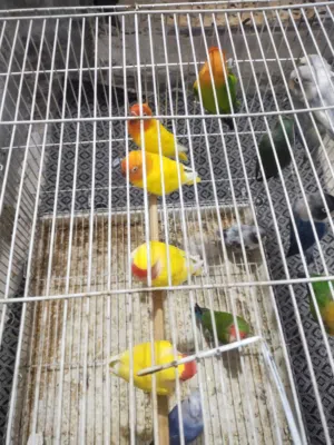 للبيع محميه غندورات