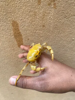 بنانا كراب للبيع