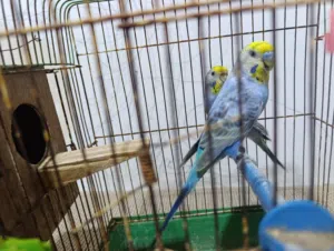 كوبية بقلينو رينبو تحتها اثنين