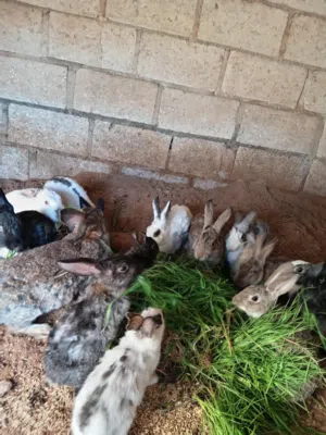 كوم ارانب للبيع اقرا الوصف