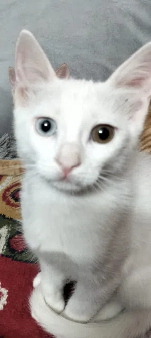 قطة صغيره شيرازيه عين وعين نادره نضيفه بشكل ولعوبه جدا