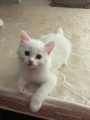 1 Siberian Kitten