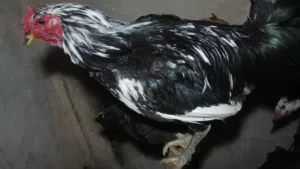 متوفر بيض دجاج بوطاني اصلي