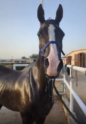 Horse for lease on monthly basis