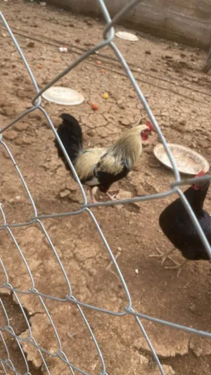 يوجد ديك سوداني هجين بلدي عمر سنه وثلاث اشهر سعر 4 يوجد ديك كولومبي عمر ثمن اشهر شغال سعر 4ونص