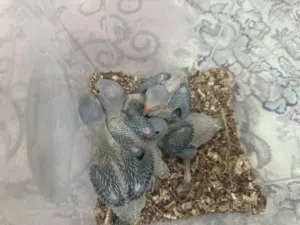 متو انتاج البحرين