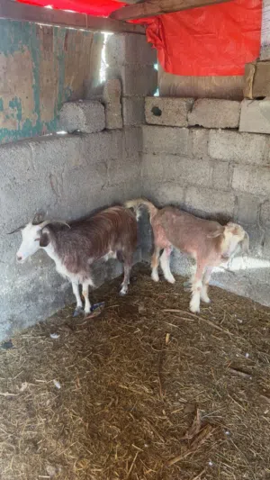 للبيع شاتين