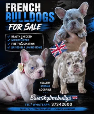 Rare French Bulldog Puppies