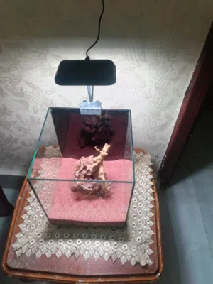 حوضين. سمك للبيع