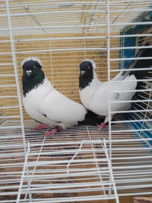 كوم حمام جواز وطواير للبيع ب سعر حررق