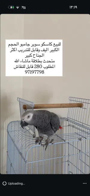 بغبغاء كاسكو سوبر جامبو اليف ومتكلم