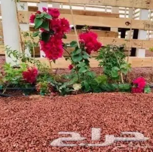 شفیع الله محمد عمر 
