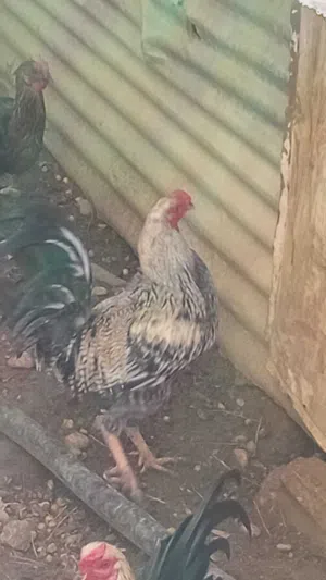 ديوك دجاج للبيع