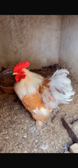 للبيع ديج كوشن العدد 2