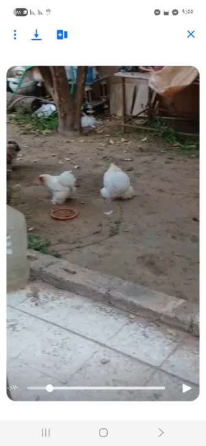 البيع كوبية او دكر بروحه عادي