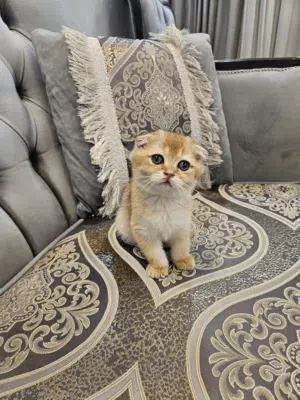 سكوتش كولد فولد