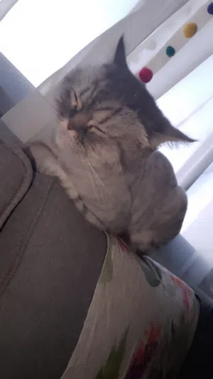 British Shorthair cat for adoption