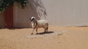 فطيمه وطنيه الله يبارك عمرها ف8شهور محصنه وسليمه العيوب..