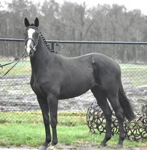Horses0