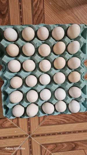 بيض عماني للبيع