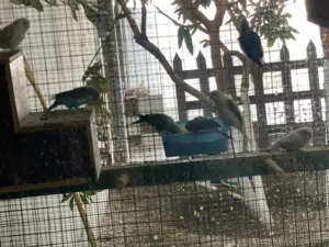 طيور اشكال كثيره