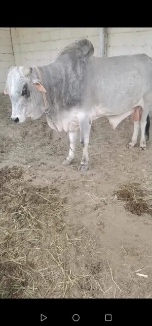 ثيران مطعومات