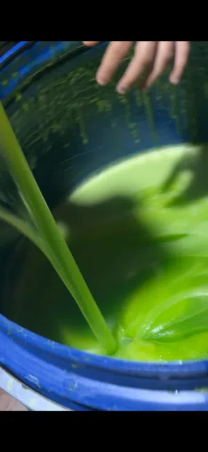 زاهييي جوده عاليه