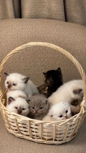 سكوتش ستريت / فولد
