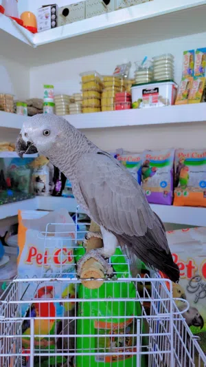 ببغاء كاسكو