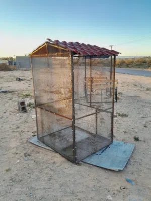 سزنة طيور حاجة منظمة