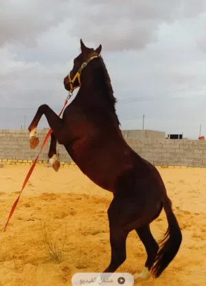 حصان للبيع