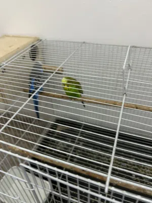 طيور هند منتجة