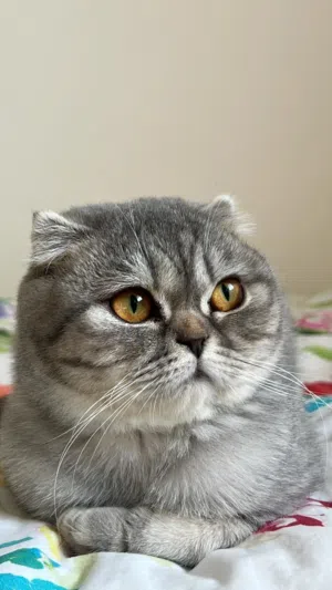 سكوتش فولد أنثى للتزاوج (Scottish Fold female for mating)