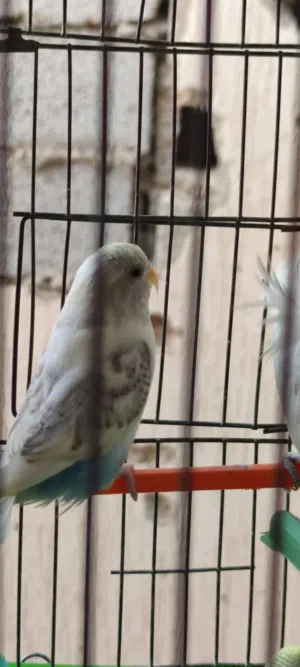 السلام عليكم نتايه بانده ربي يبارك