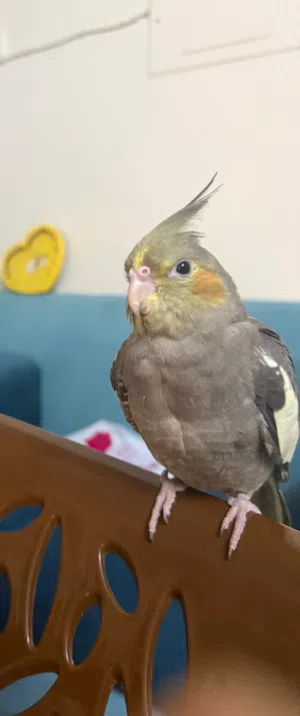 Cockatiel bird