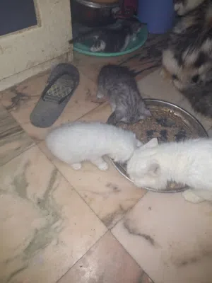 قطط شيرازي بيور