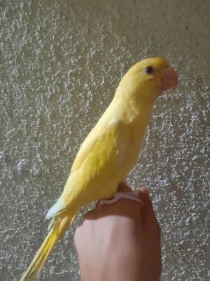 ببغاء الدره لون أصفره عيون حمر