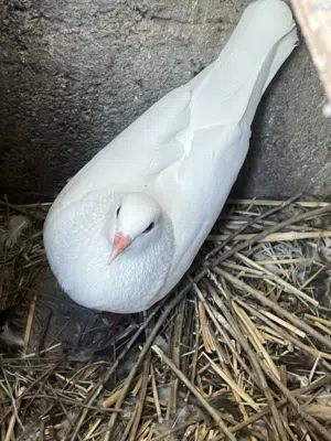 حمام لاحم فرنسي بيور