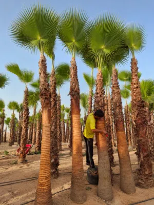 washingtonia palm trees for Sale