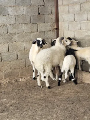 حوالة ربي يبارك