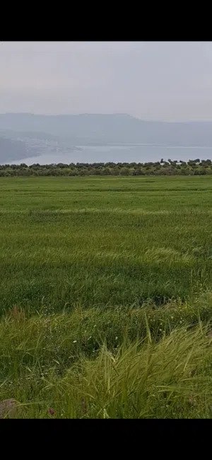 Farm Land for Sale in Irbid Umm Qais