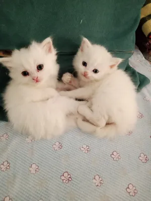 Persian4