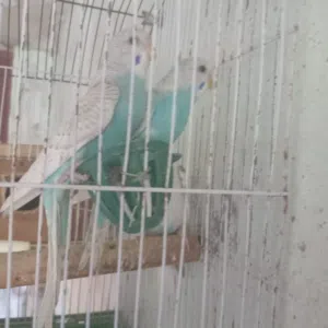 جواز حب ومخاليف